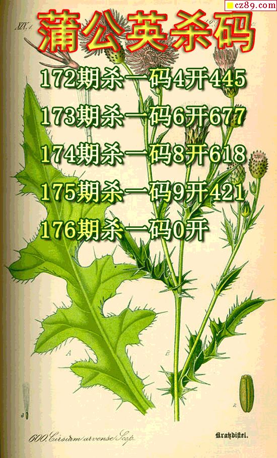 蒲公英杀码