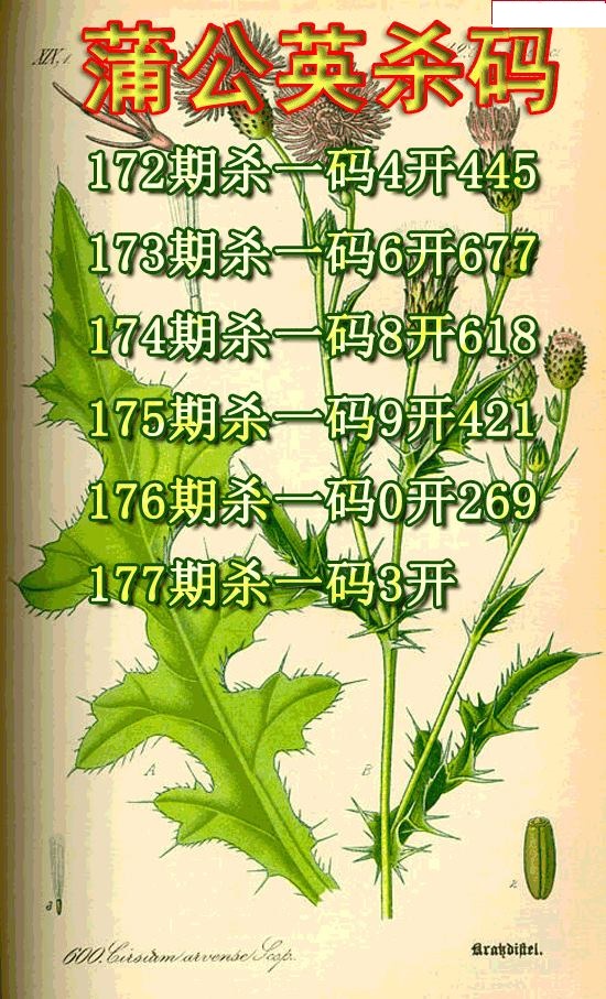 蒲公英杀码