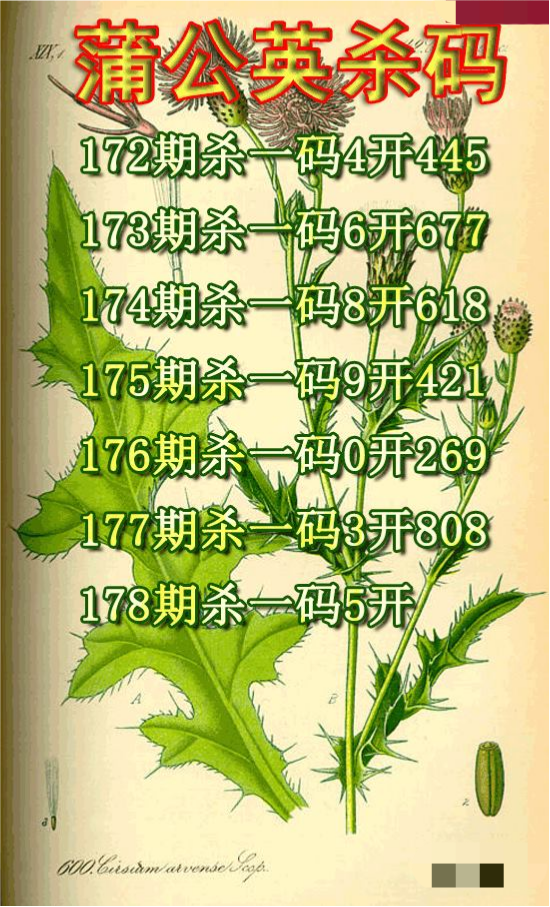 蒲公英杀码