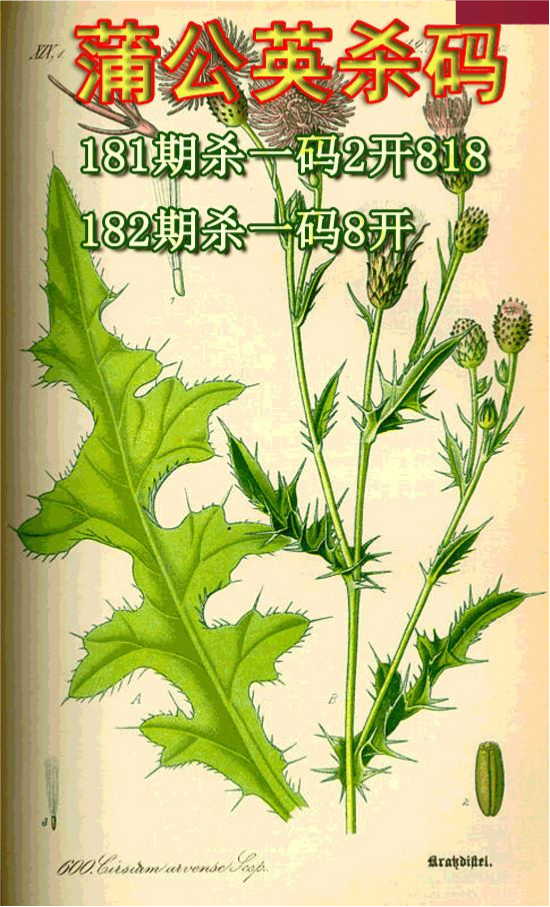 蒲公英杀码