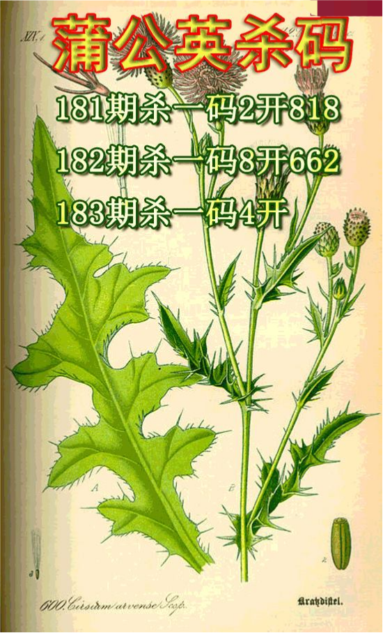 蒲公英杀码