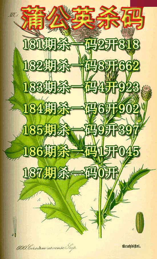 蒲公英杀码