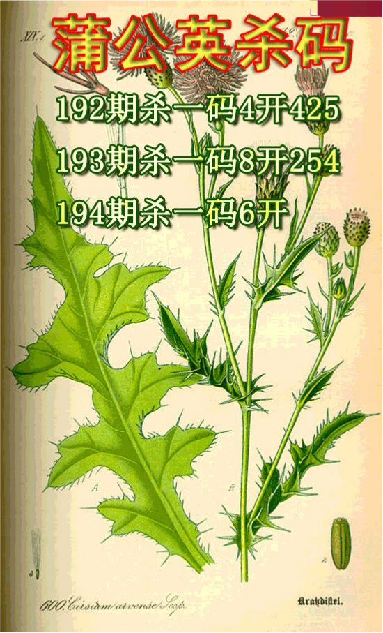 蒲公英杀码