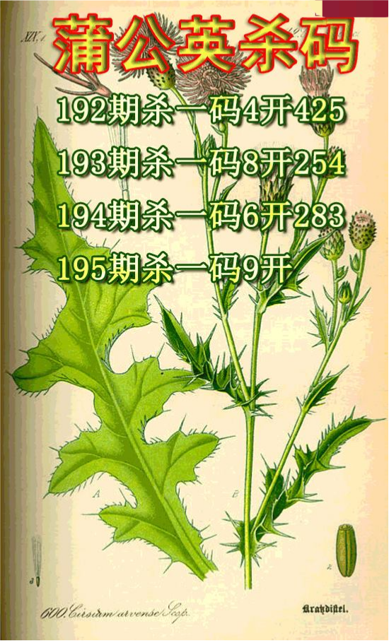 蒲公英杀码