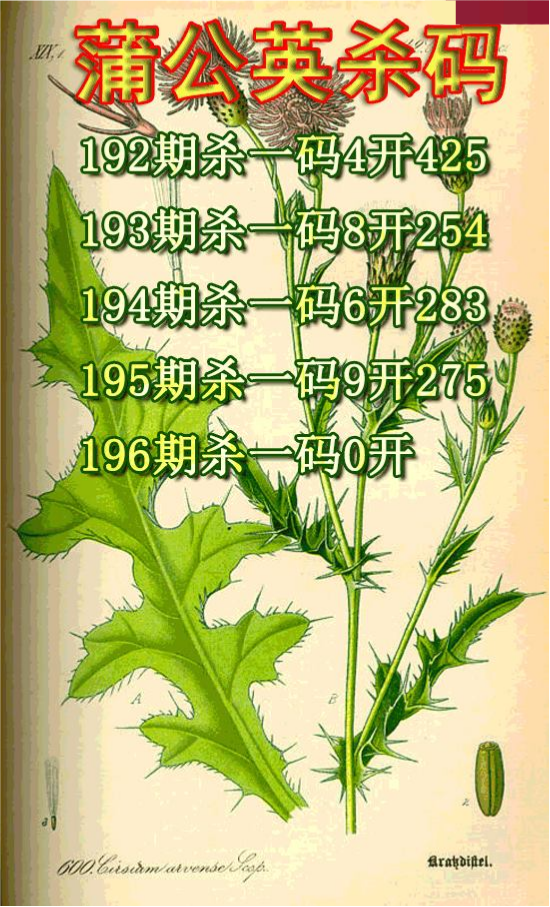 蒲公英杀码
