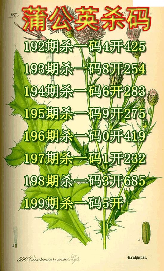 蒲公英杀码