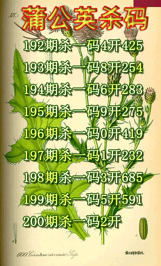 蒲公英杀码