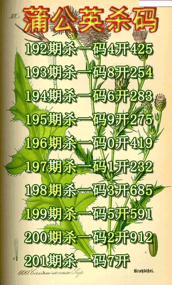 蒲公英杀码