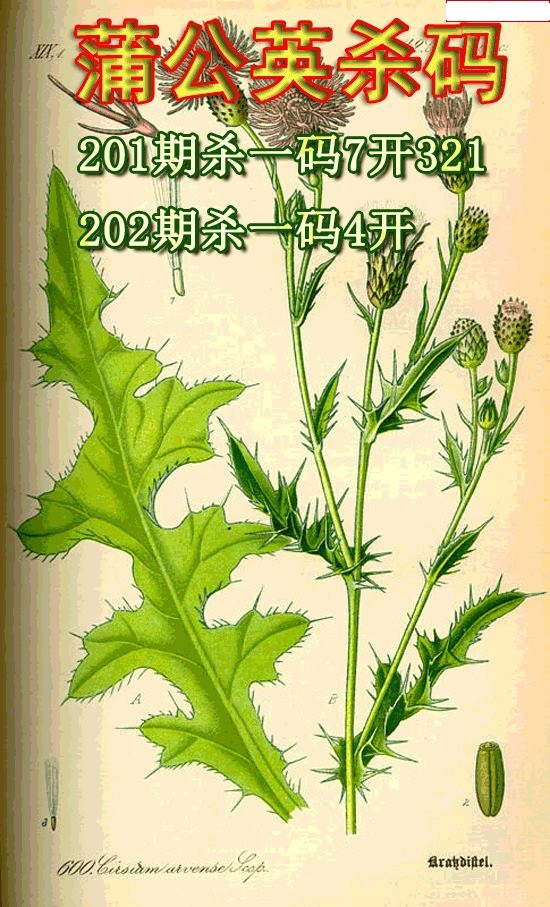 蒲公英杀码