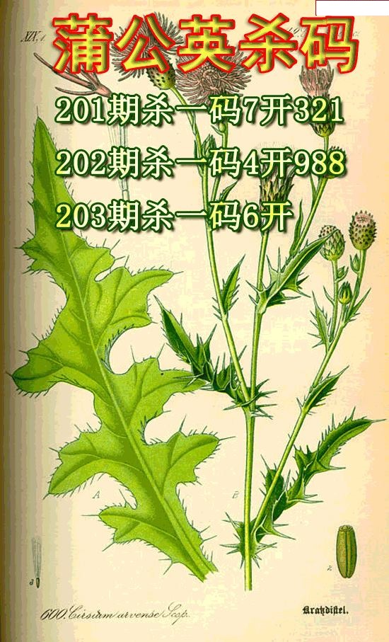 蒲公英杀码