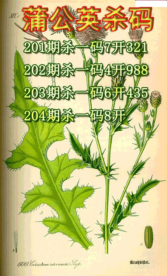 蒲公英杀码