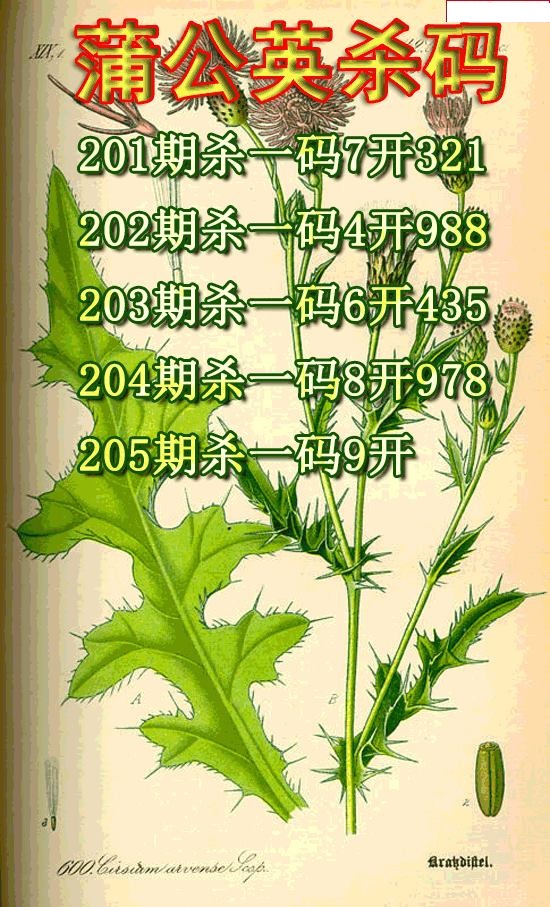 蒲公英杀码