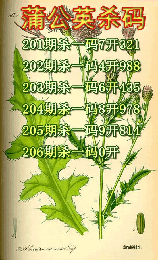 蒲公英杀码