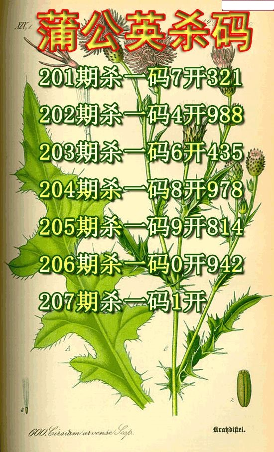 蒲公英杀码