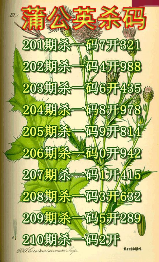 蒲公英杀码