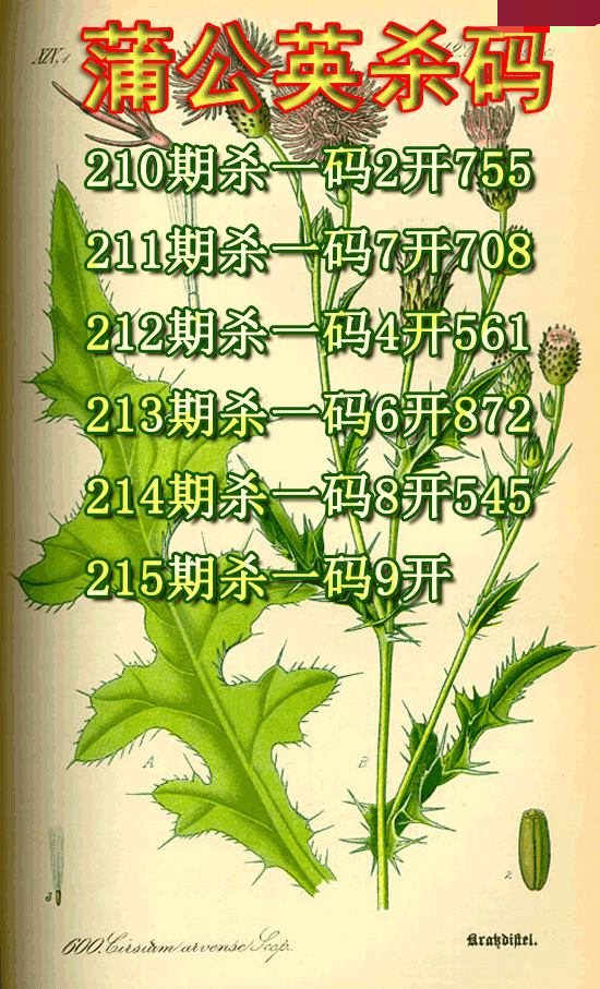 蒲公英杀码