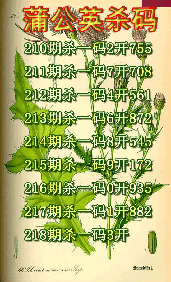 蒲公英杀码