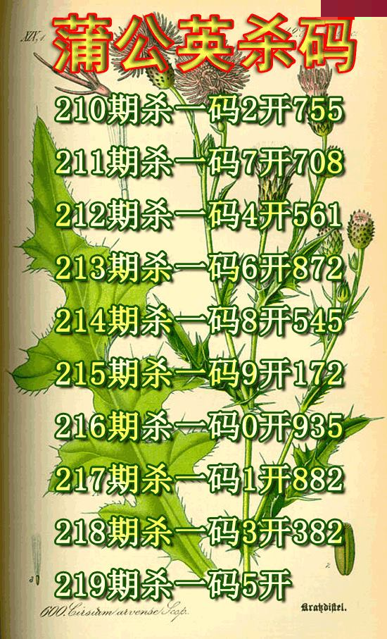 蒲公英杀码