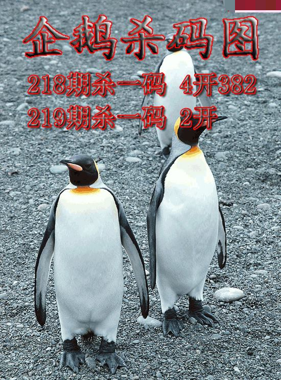 企鹅杀码