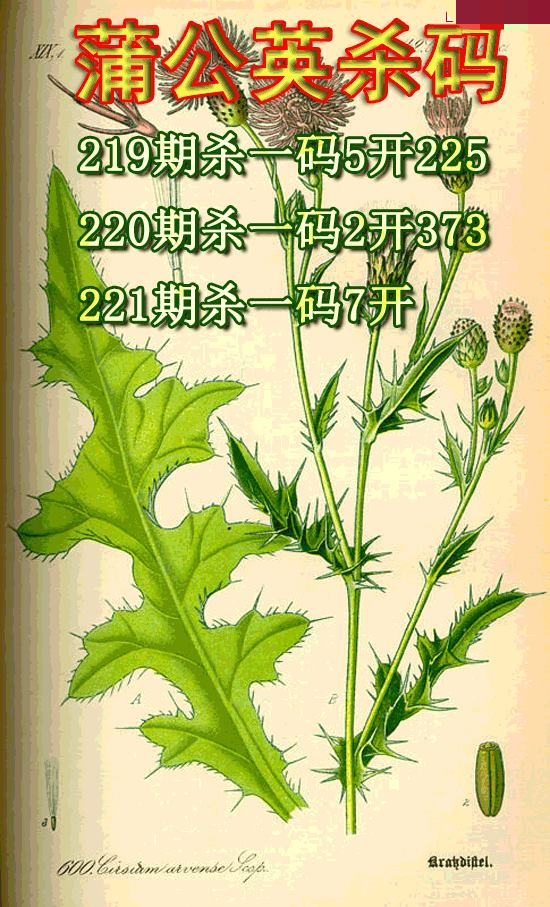 蒲公英杀码