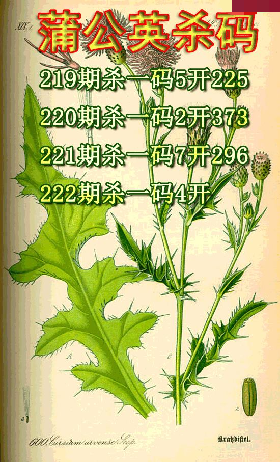 蒲公英杀码