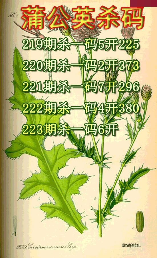蒲公英杀码