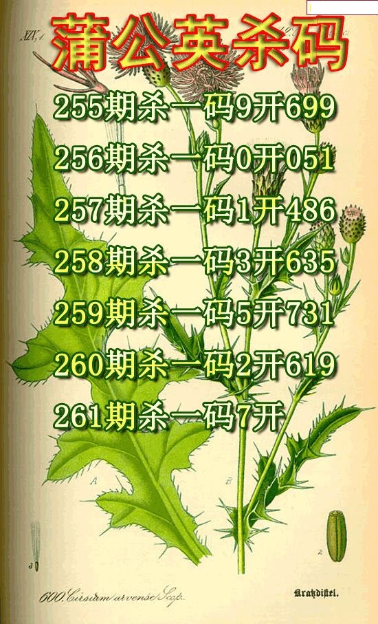 蒲公英杀码