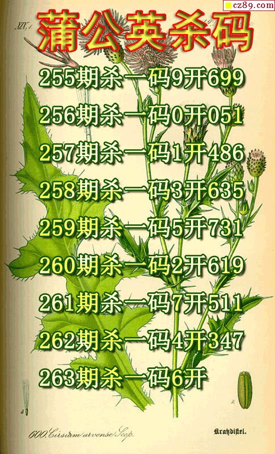 蒲公英杀码