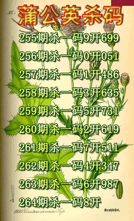 蒲公英杀码