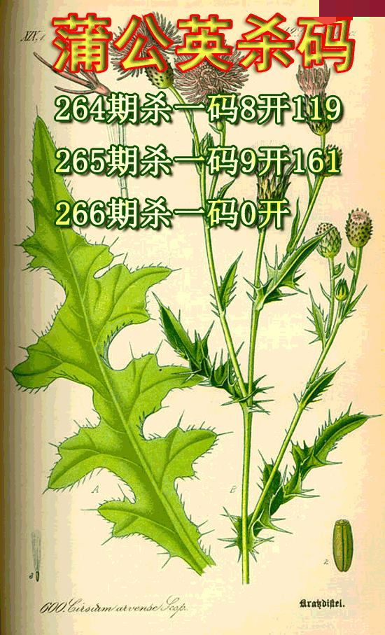 蒲公英杀码