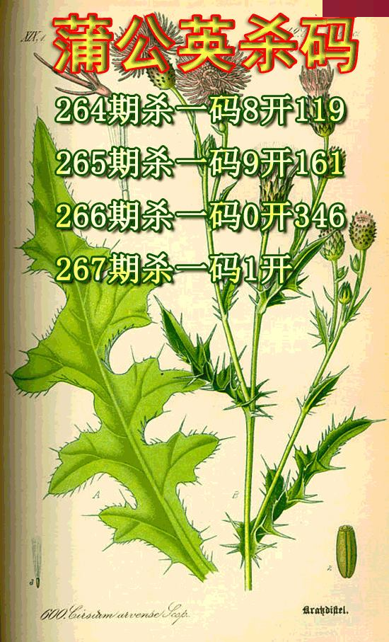 蒲公英杀码