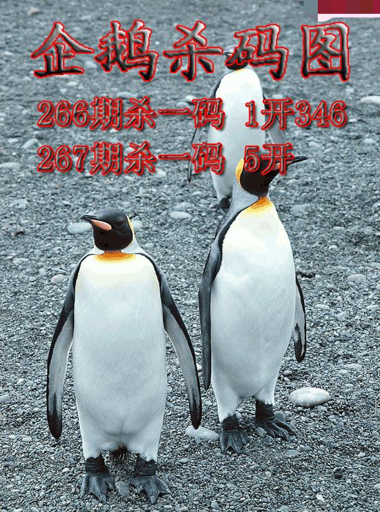企鹅杀码