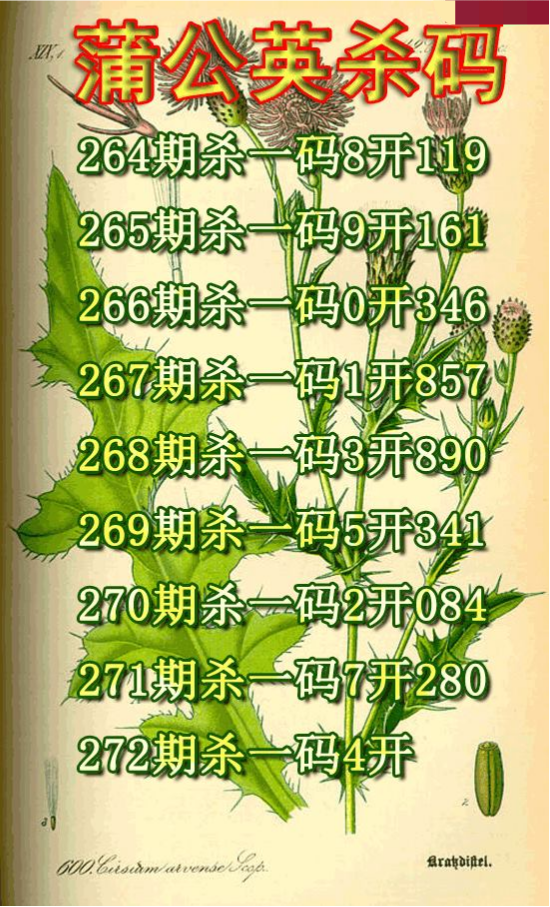 蒲公英杀码