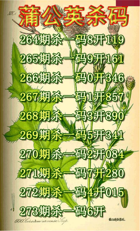 蒲公英杀码