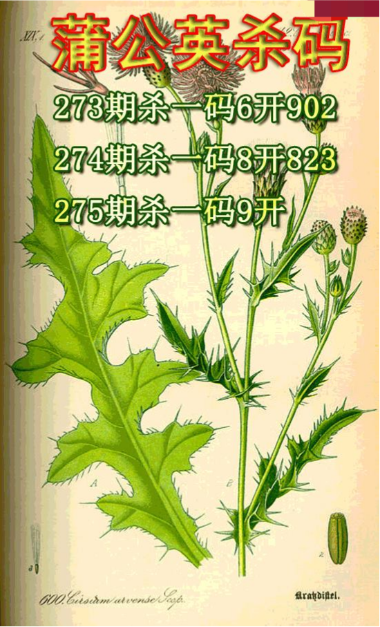 蒲公英杀码