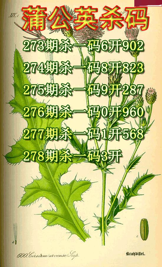 蒲公英杀码