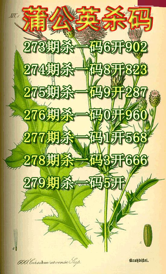 蒲公英杀码