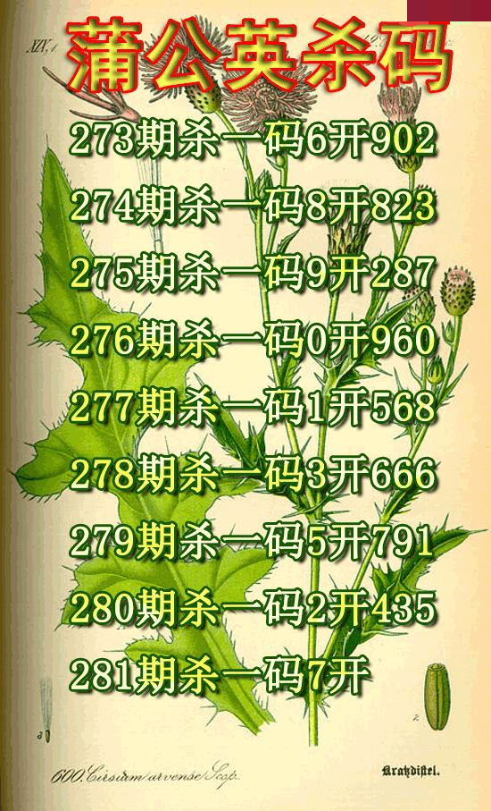 蒲公英杀码