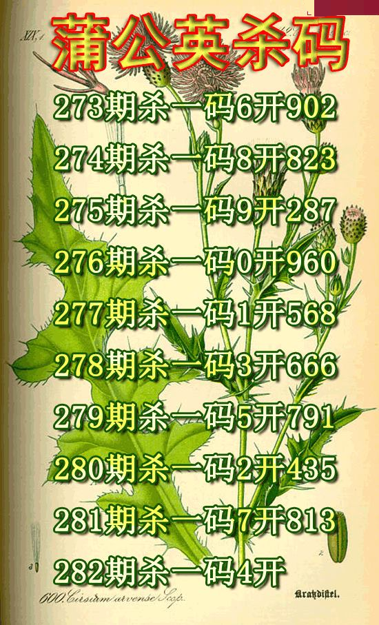 蒲公英杀码