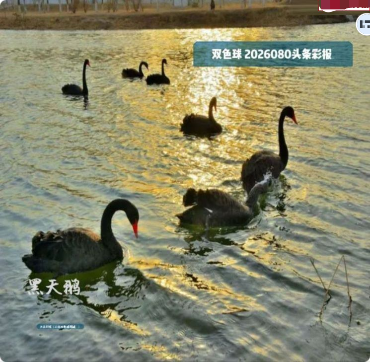 头条彩报