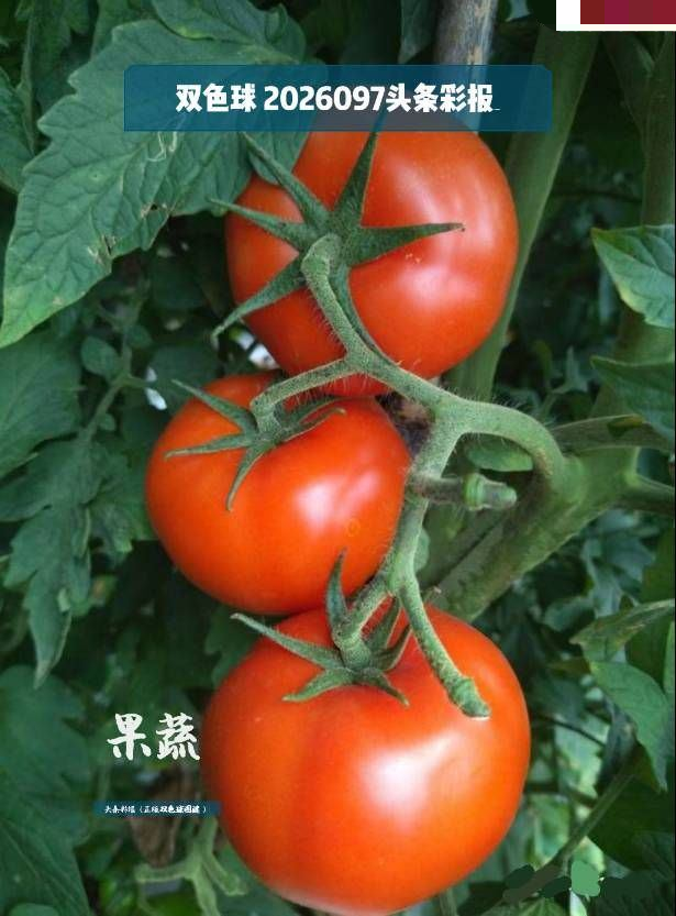 头条彩报